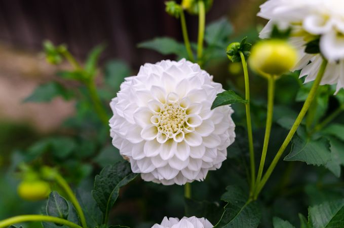 White Flower Photography Photo
