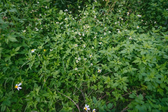 White Flowers In Green Grass Photo