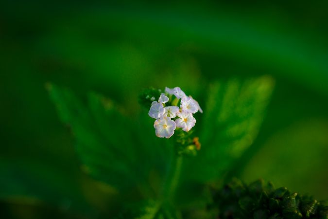 White Flowers Surrounded By Green Grass Photo