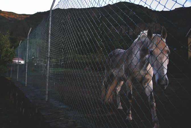 White Horse In Forest Photo