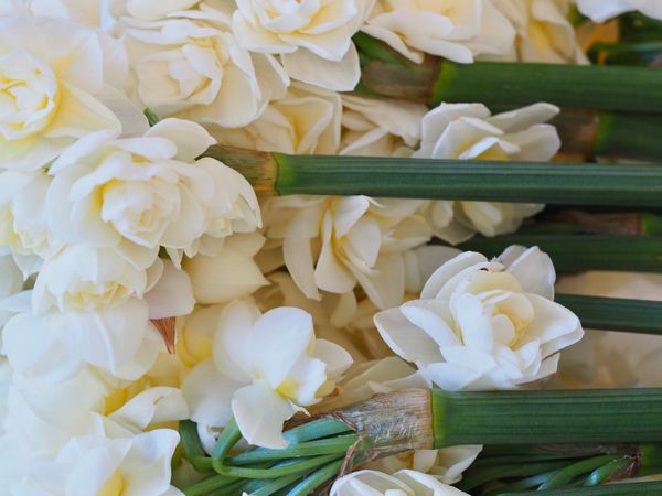 White Petals Bridal Bouquet Photo