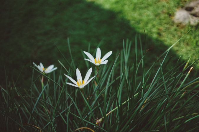 White Rain Lilies At Daytime Close Up Photography Photo