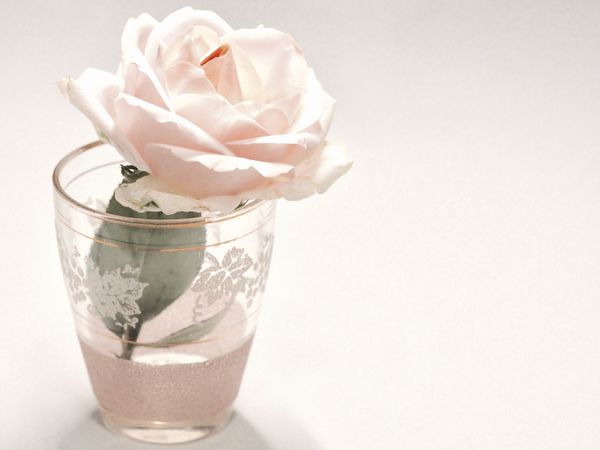 White Rose Flower In Clear Drinking Glass Photo