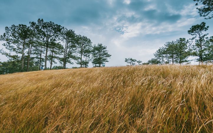 Wide Brown Grass Field Surrounded By Trees Photo