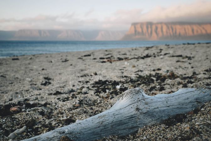 Wood Stick On The Beach Photo