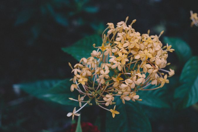 Yellow Flower Photo