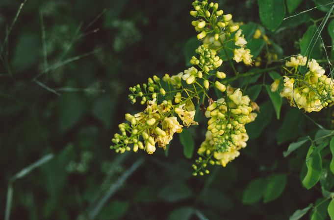 Yellow Seven Stock Flowers Photo