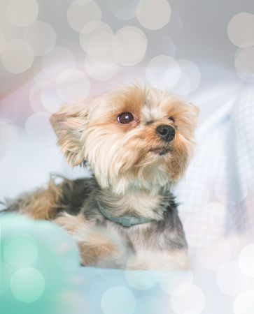 Yorkshire Terrier Dog Sitting On Sofa Photo