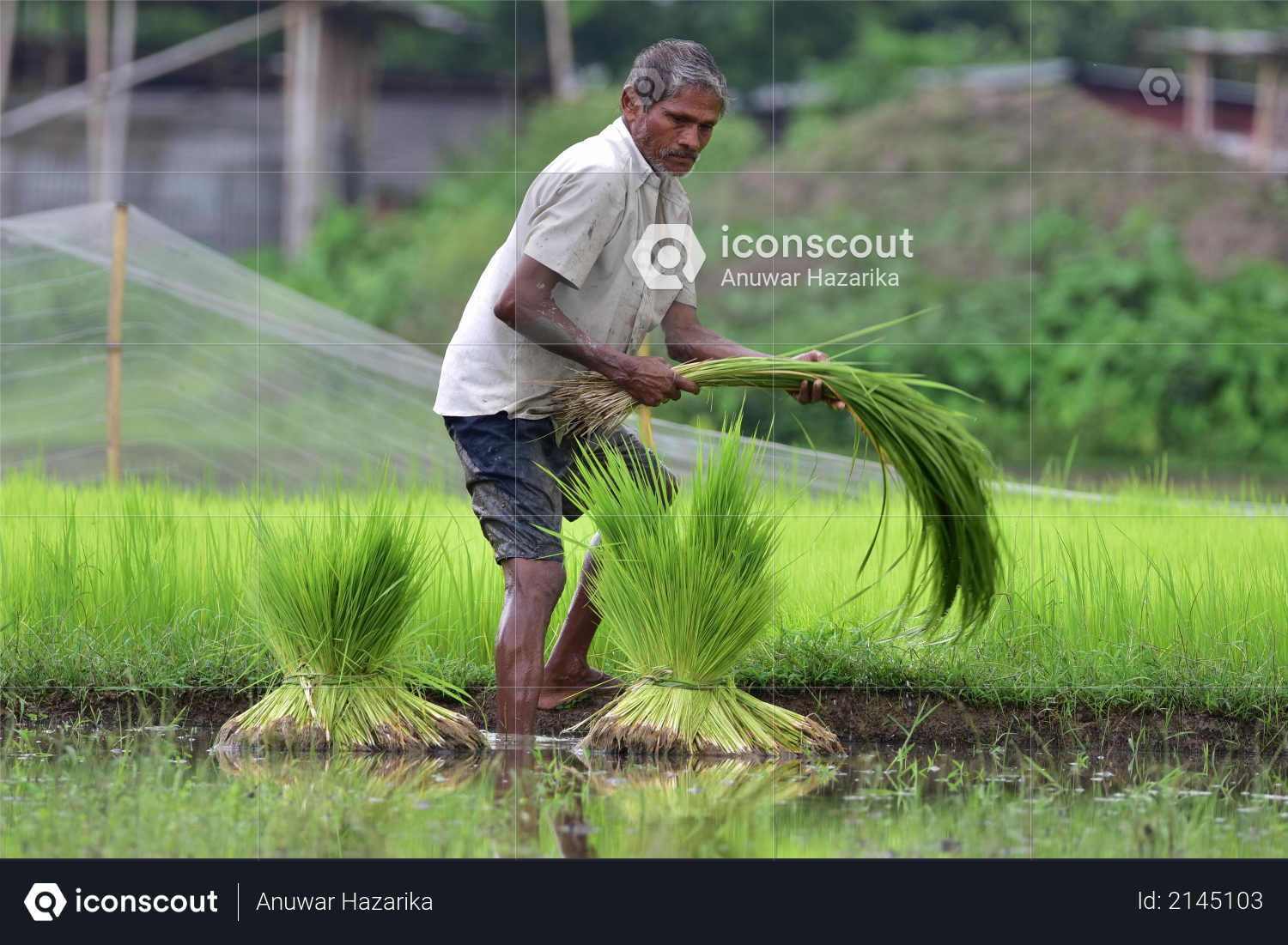 A farmer works in a paddy field at Amoni village in Nagaon District of Assam on June 24,2020 Photo