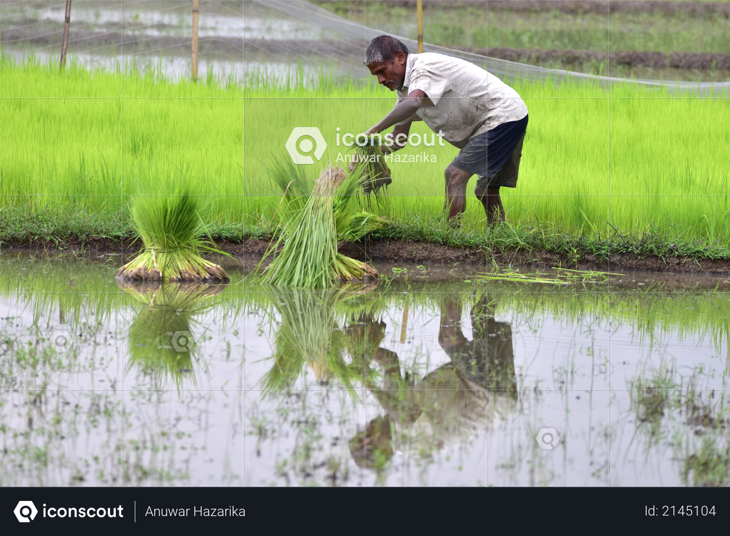 A farmer works in a paddy field at Amoni village in Nagaon District of Assam on June 24,2020 Photo
