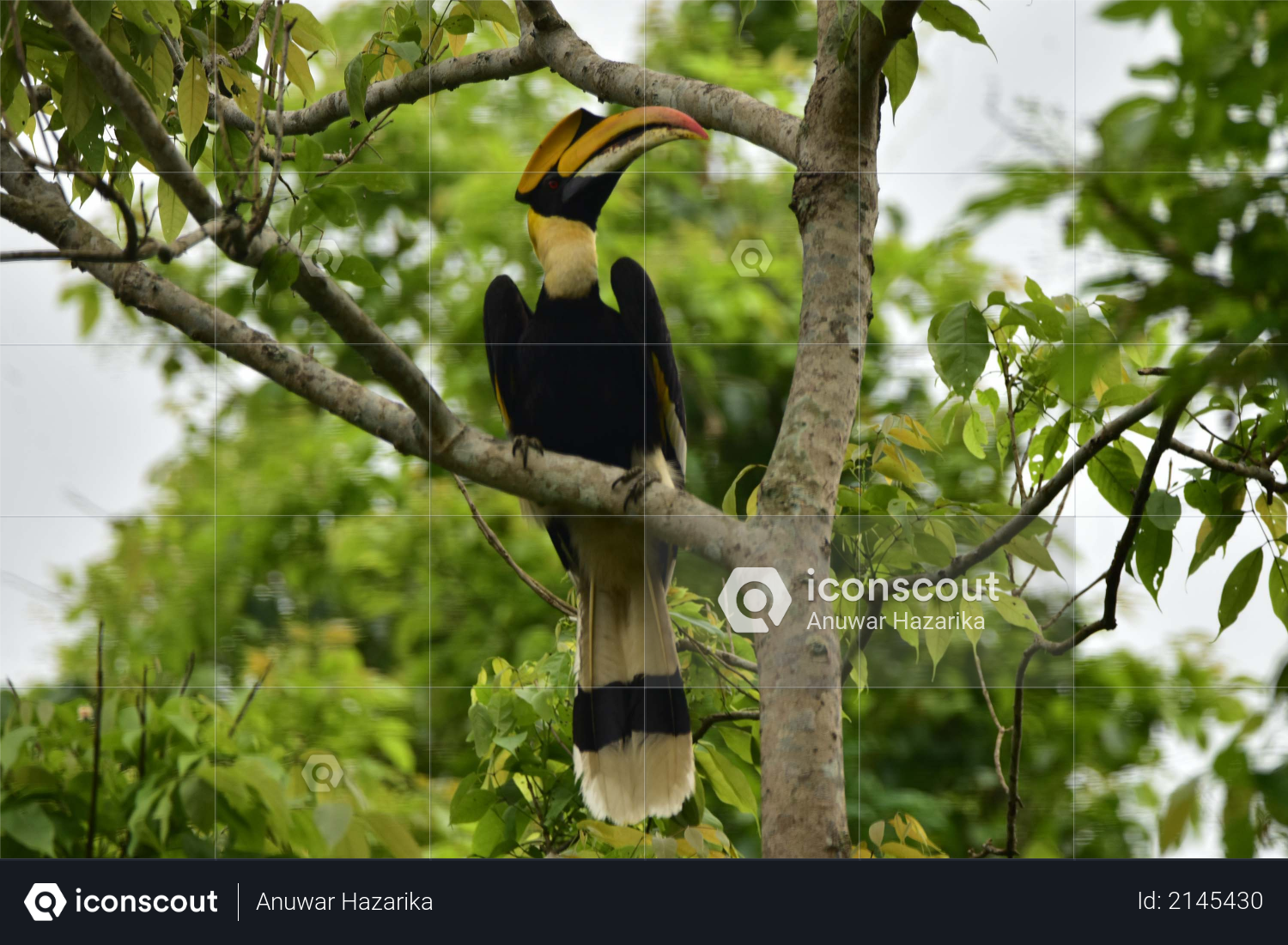A hornbill bird sits on the branch of a tree at Burapahar range of Kaziranga National Park in Nagaon District of Assam Photo