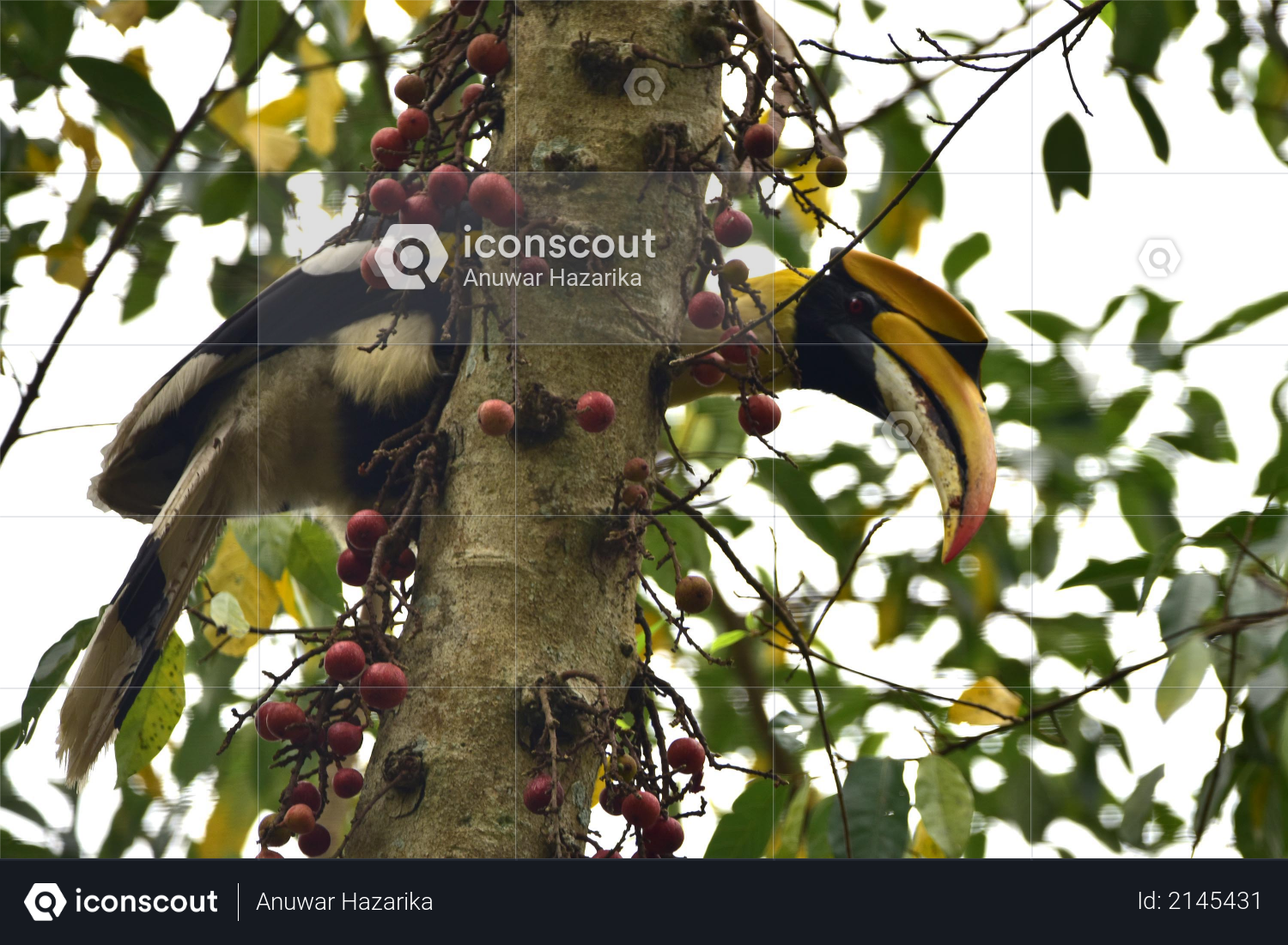A hornbill bird sits on the branch of a tree at Burapahar range of Kaziranga National Park in Nagaon District of Assam Photo