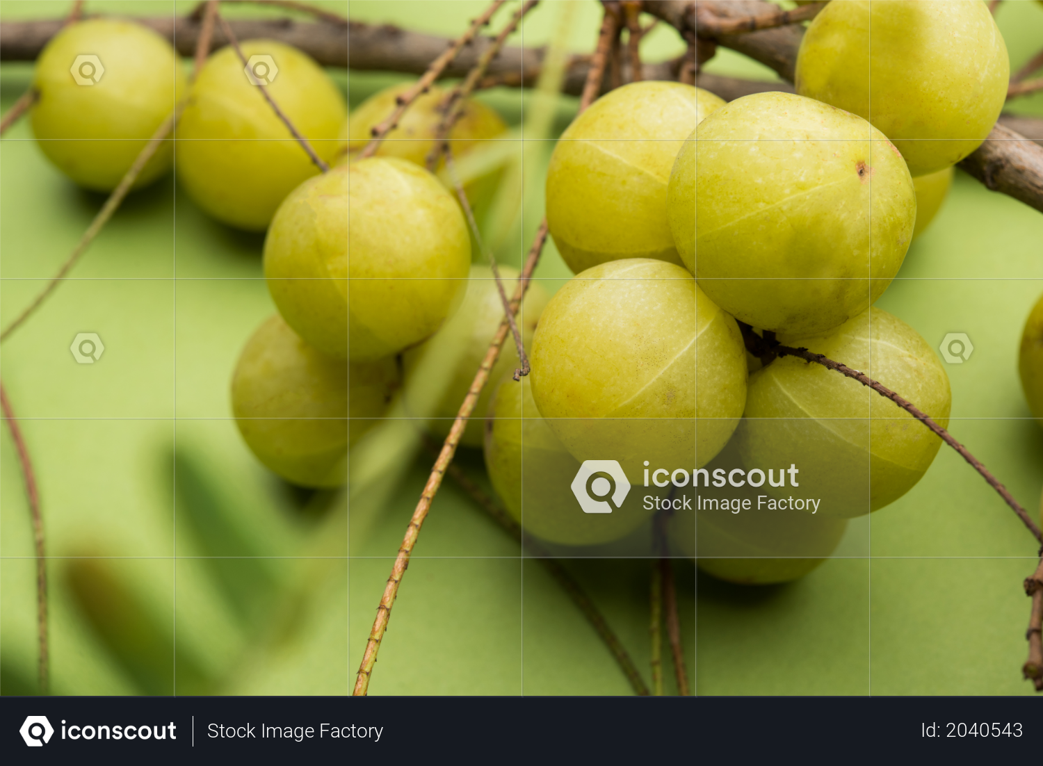 premium amla photo download in png jpg format