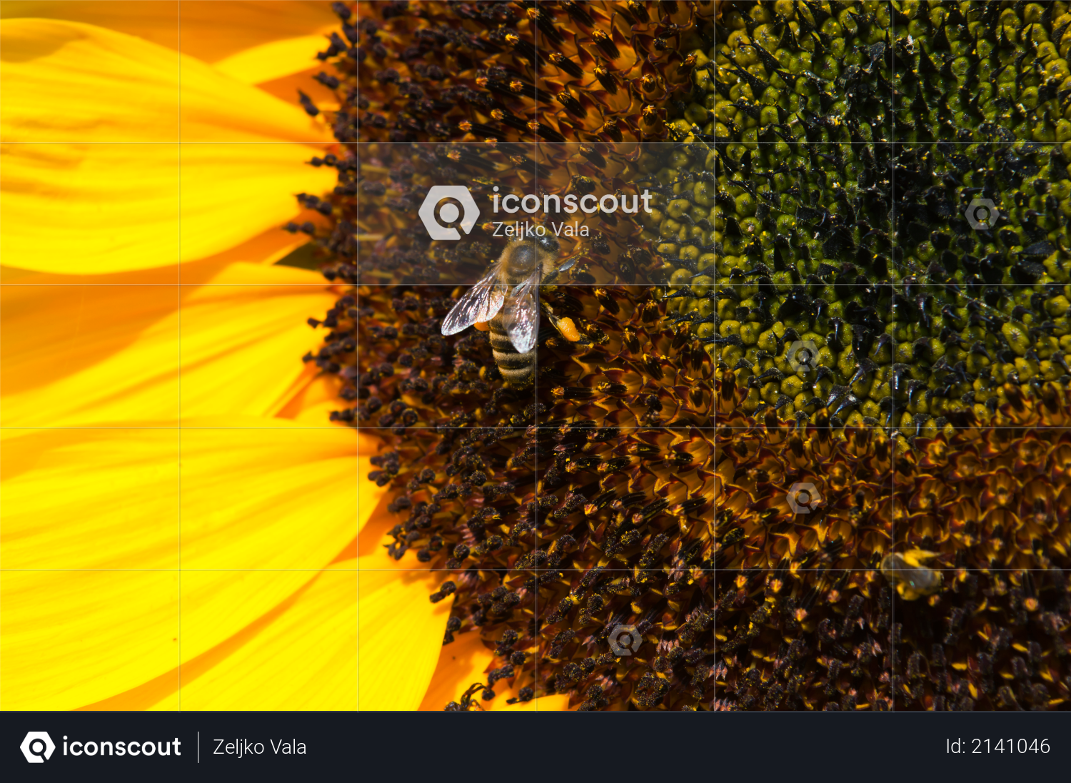 Bee on sunflower collects pollen on a sunny day Photo