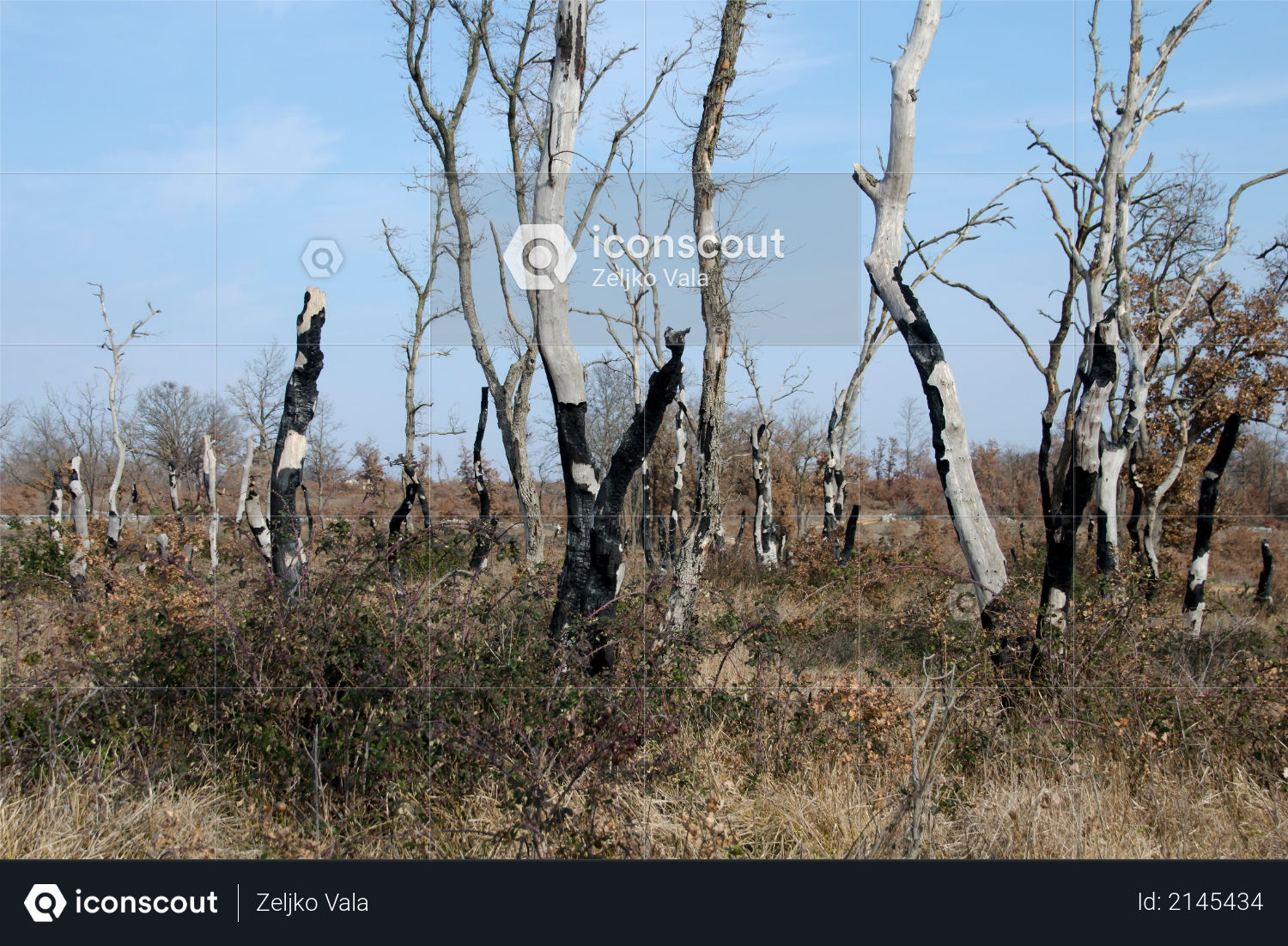 Burnt trees and grass in the forest Photo