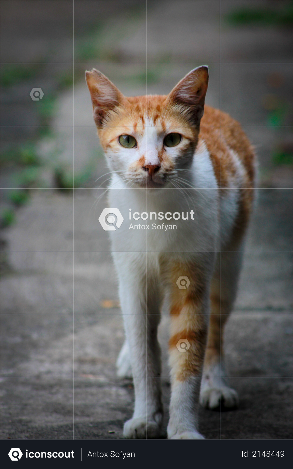 CAT ORANGE Photo