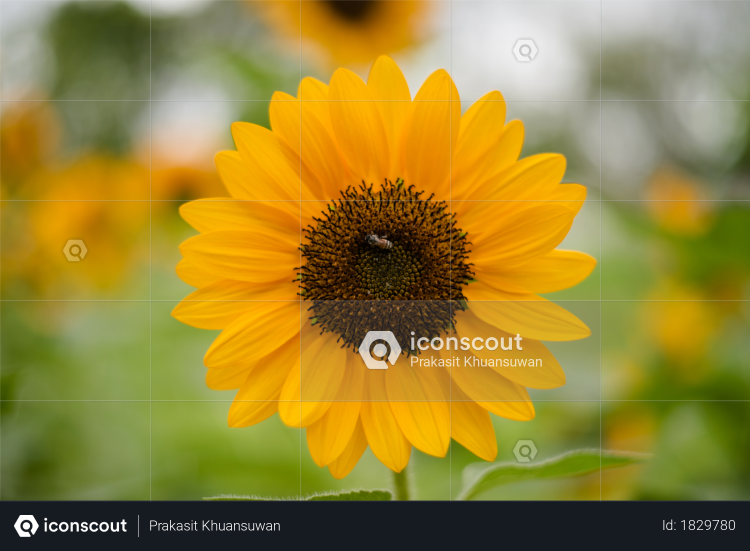 Close up of blooming sunflower in the field with blurred nature background Photo