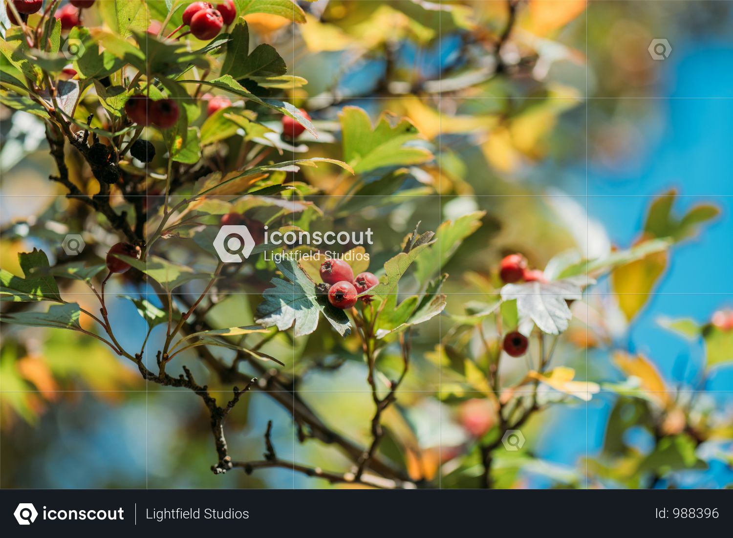 Close-up View Of Beautiful Red Berries And Leaves On Bush In Autumn Park Photo