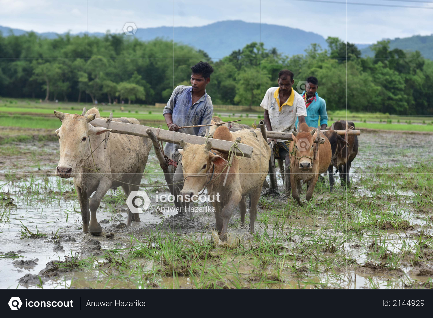 Farmer ploughs a field for paddy plantation at a field in Nagaon district in the northeastern state of Assam on June 18,2020 Photo