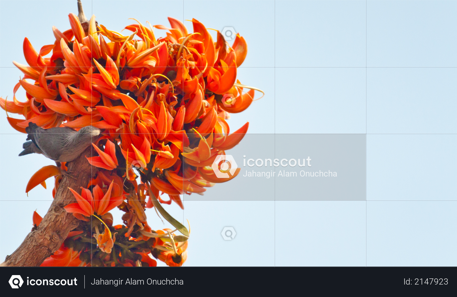 Flame of the forest (Butea monosperma) in full bloom in Dhaka, Bangladesh Photo