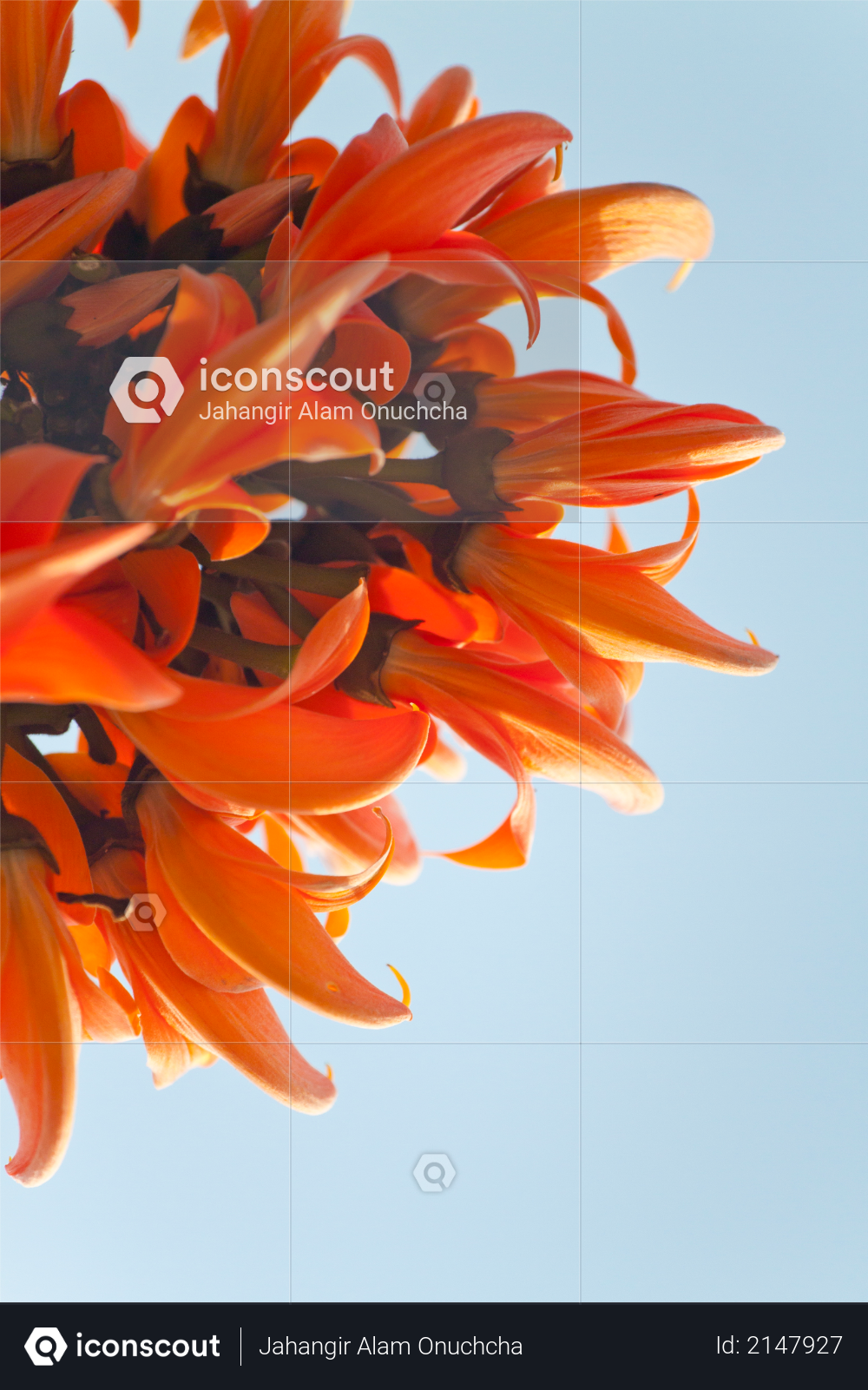 Flame of the forest (Butea monosperma) in full bloom in Dhaka, Bangladesh Photo