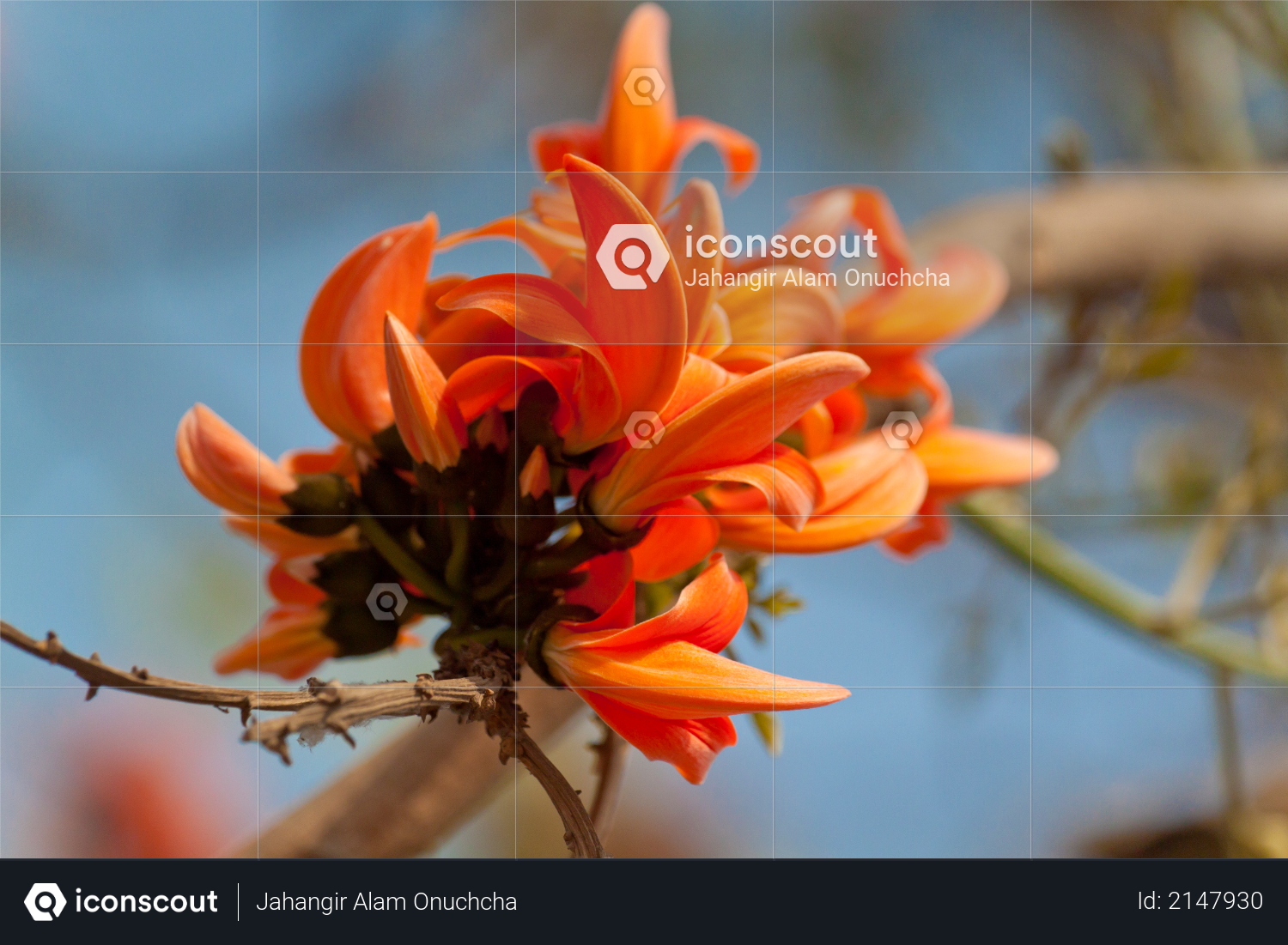 Flame of the forest (Butea monosperma) in full bloom in Dhaka, Bangladesh Photo