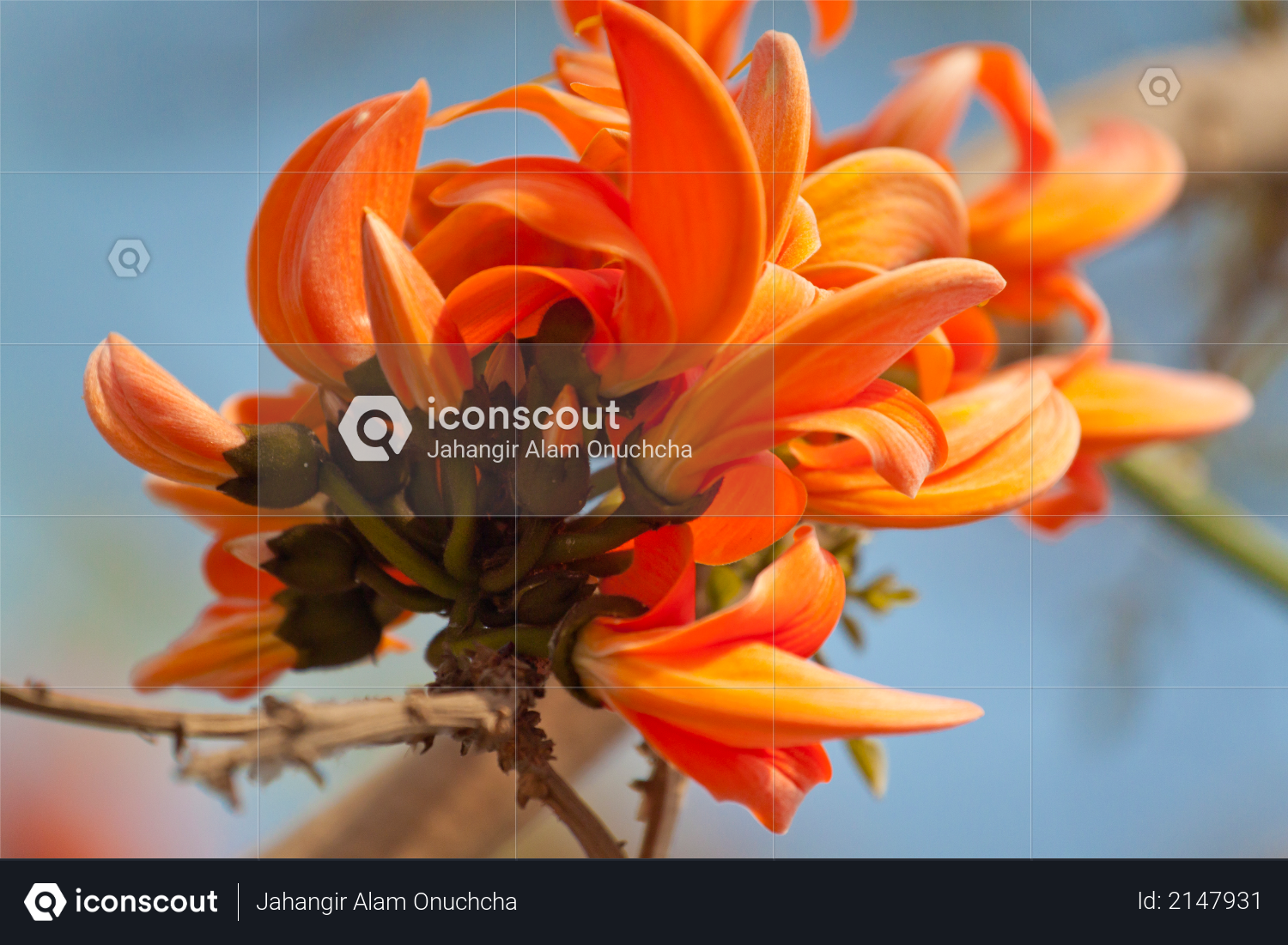 Flame of the forest (Butea monosperma) in full bloom in Dhaka, Bangladesh Photo