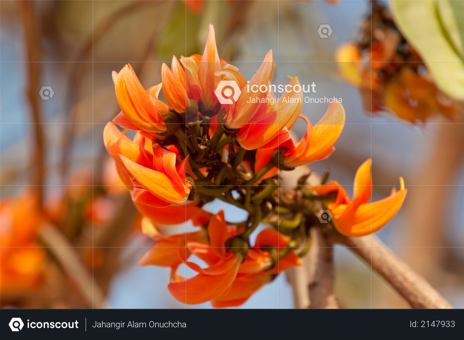 Flame of the forest (Butea monosperma) in full bloom in Dhaka, Bangladesh Photo