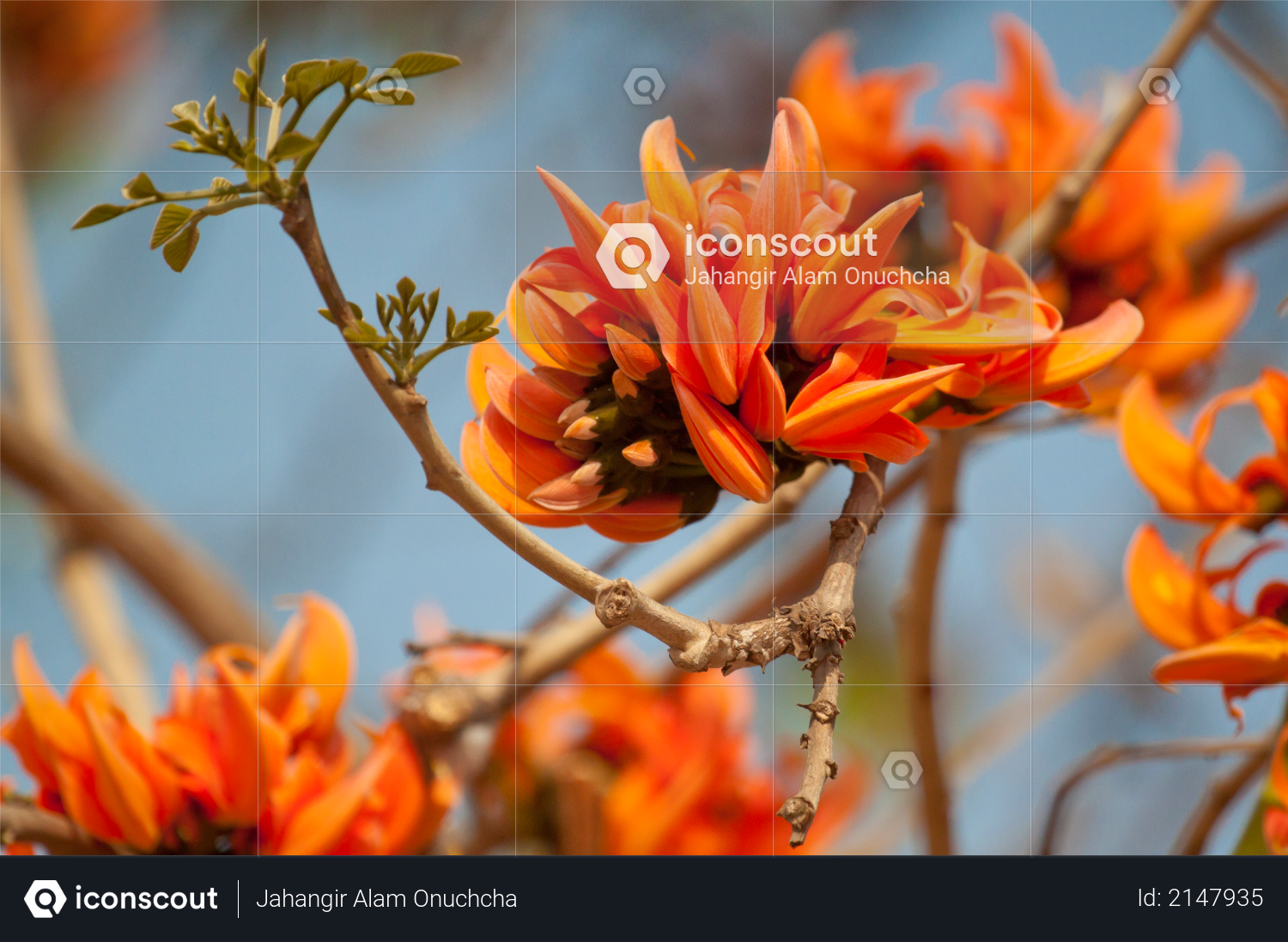 Flame of the forest (Butea monosperma) in full bloom in Dhaka, Bangladesh Photo