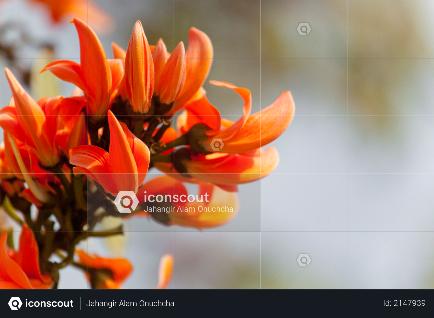 Flame of the forest (Butea monosperma) in full bloom in Dhaka, Bangladesh Photo