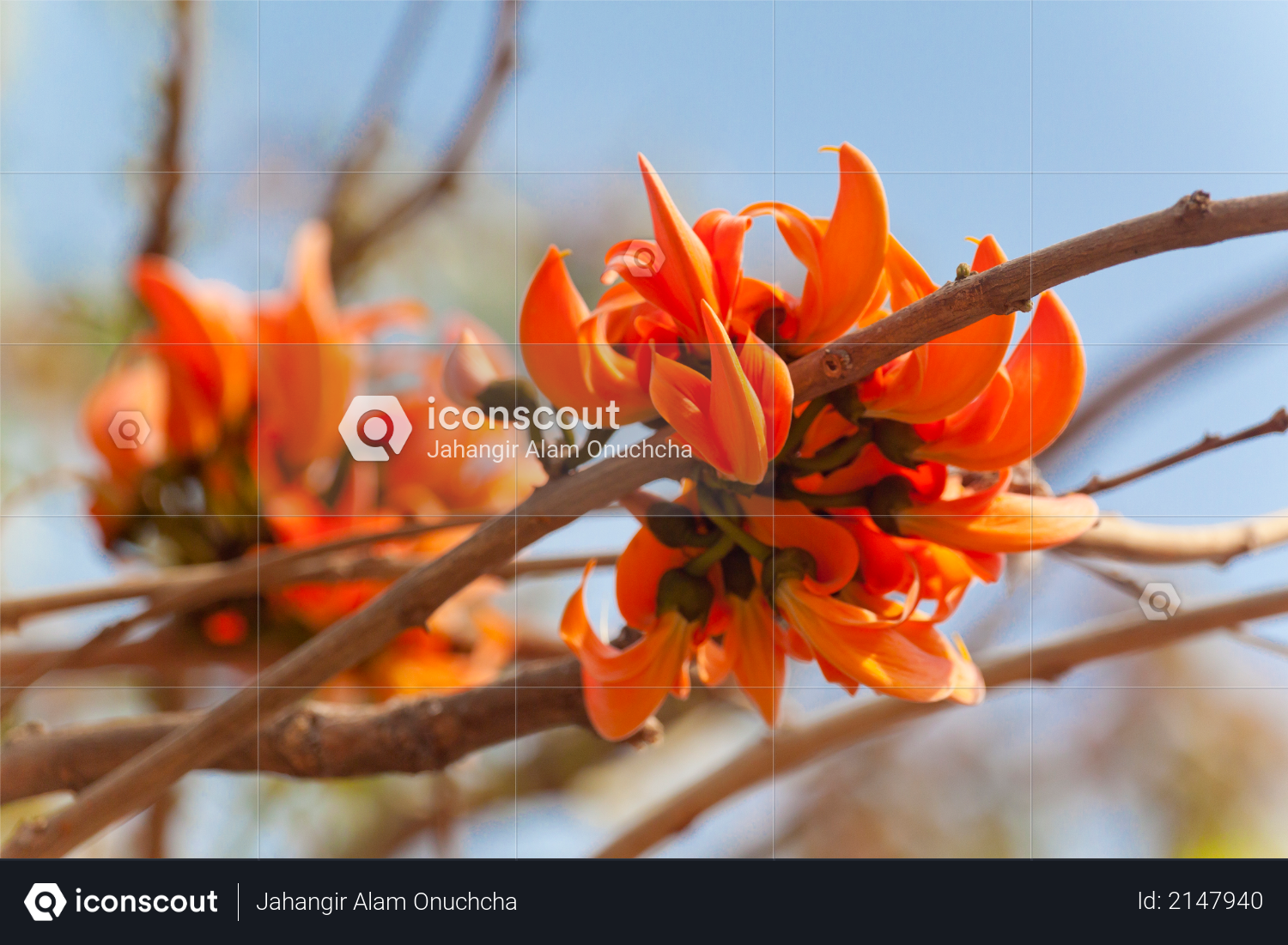 Flame of the forest (Butea monosperma) in full bloom in Dhaka, Bangladesh Photo