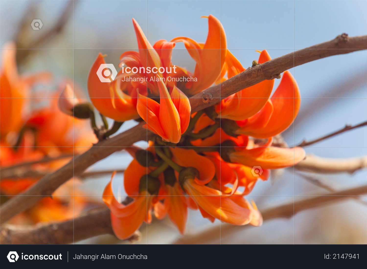 Flame of the forest (Butea monosperma) in full bloom in Dhaka, Bangladesh Photo