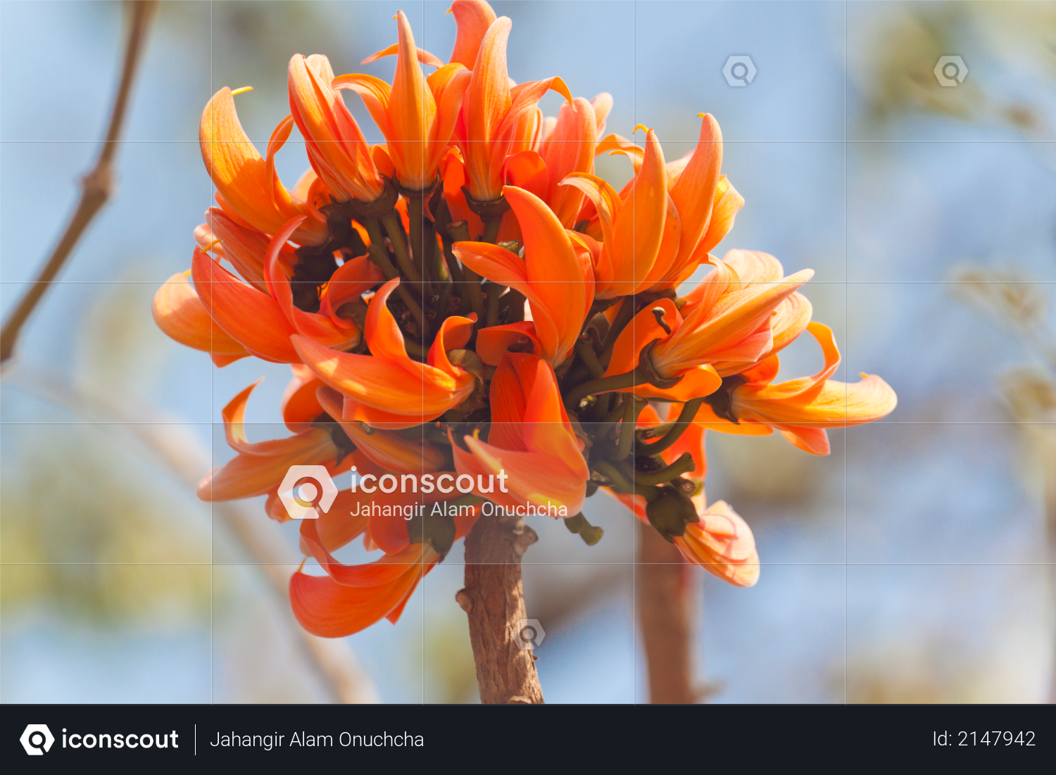 Flame of the forest (Butea monosperma) in full bloom in Dhaka, Bangladesh Photo