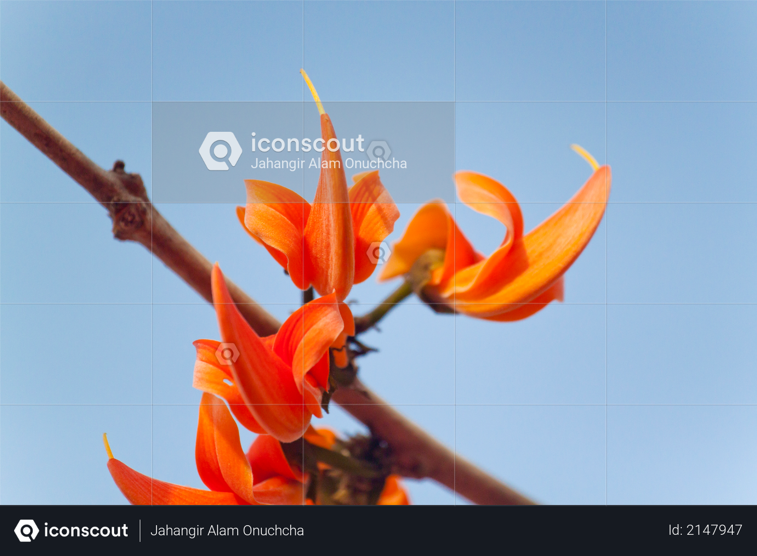Flame of the forest (Butea monosperma) in full bloom in Dhaka, Bangladesh Photo