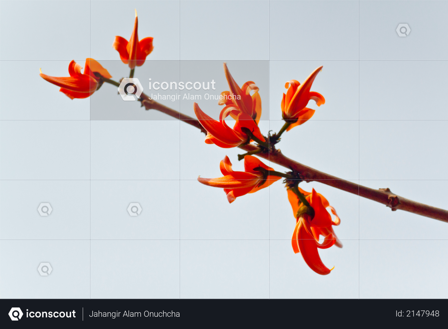 Flame of the forest (Butea monosperma) in full bloom in Dhaka, Bangladesh Photo