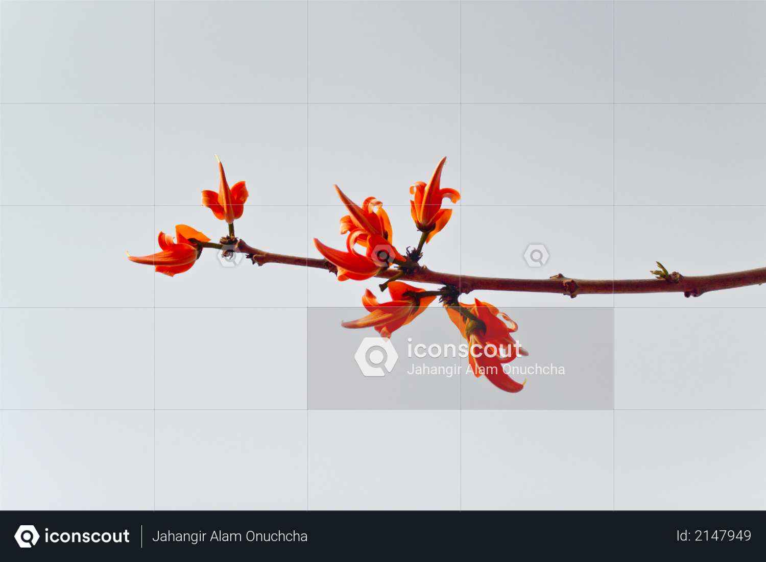 Flame of the forest (Butea monosperma) in full bloom in Dhaka, Bangladesh Photo