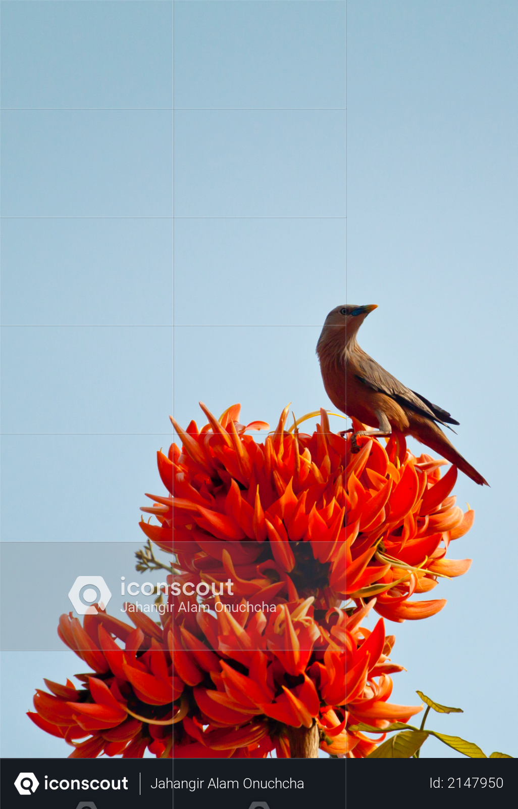 Flame of the forest (Butea monosperma) in full bloom in Dhaka, Bangladesh Photo