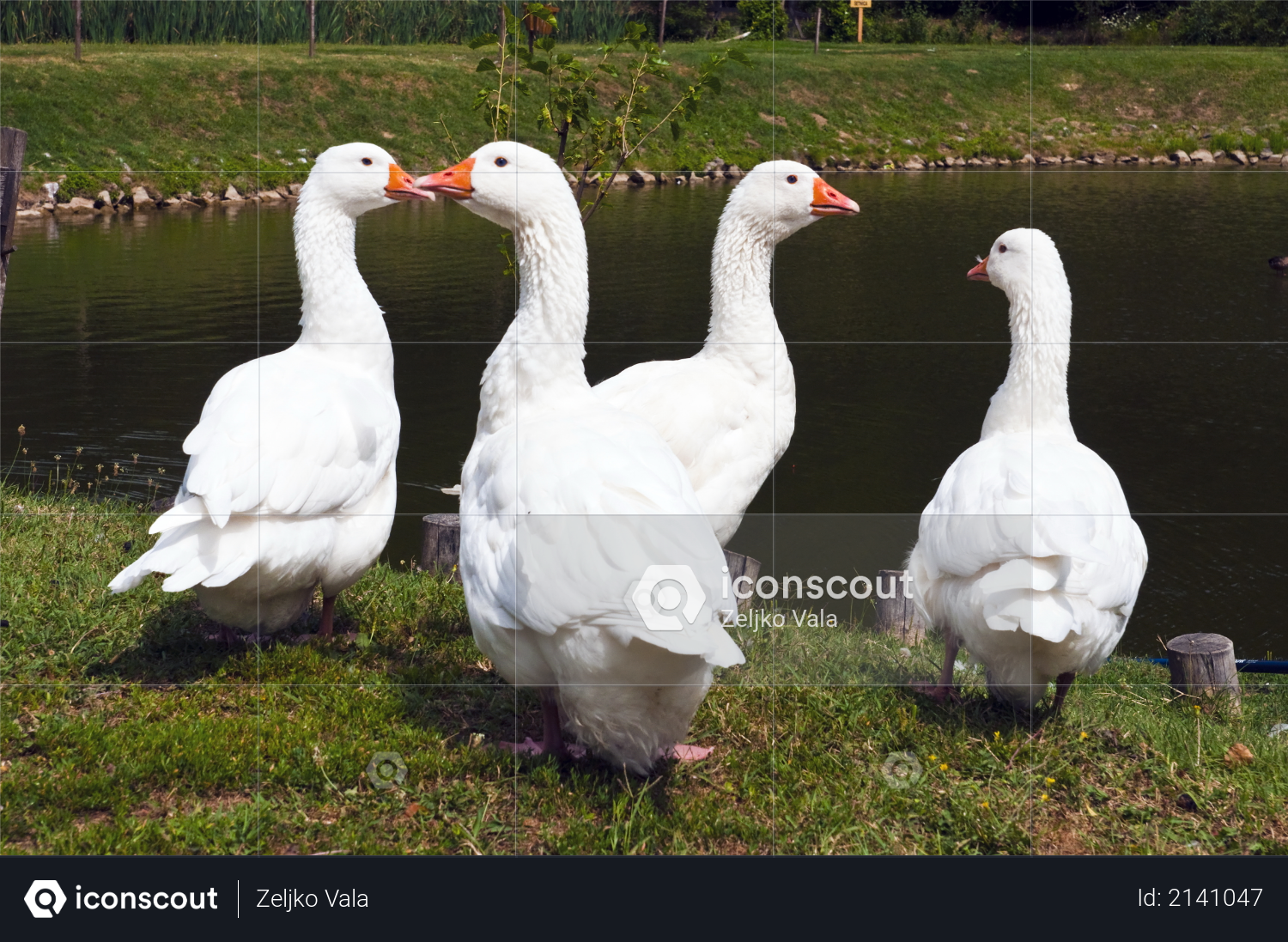 Four white geese on the lake shore Photo