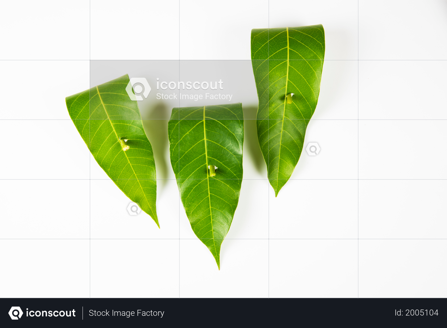 premium garland or toran using mango leaves for religious or cultural concept photo download in png jpg format premium garland or toran using mango leaves for religious or cultural concept photo download in png jpg format