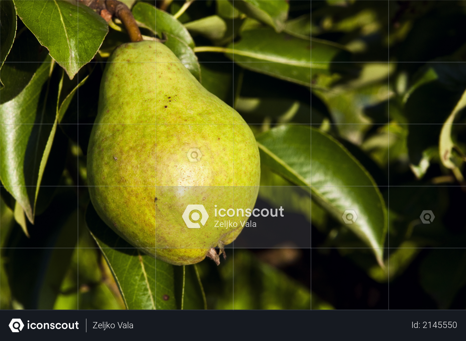 Green pear hanging on a tree with leaves in the background Photo