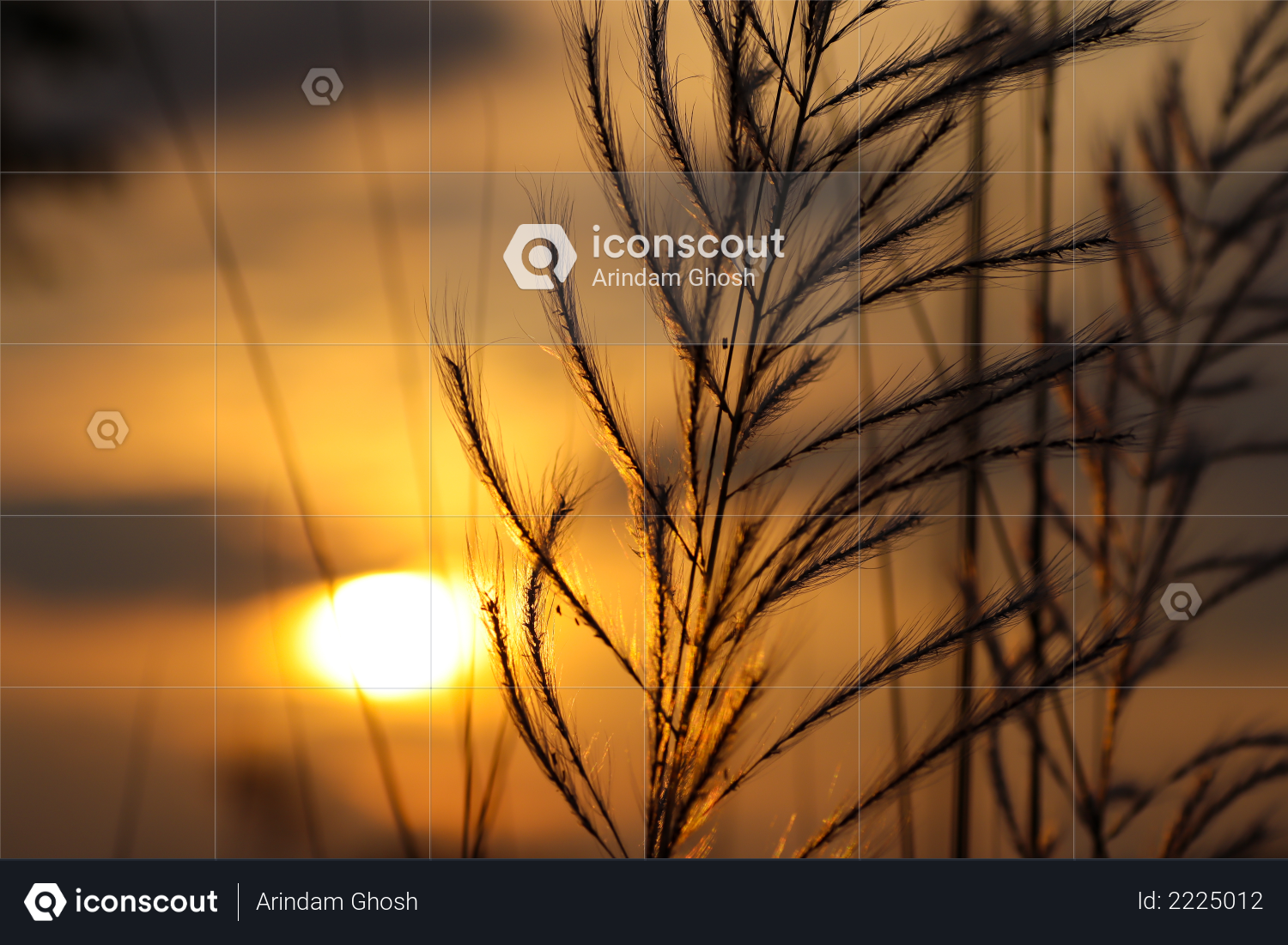 premium kush grass or kash ful close up macro image with golden sun light in the background with selective focus photo download in png jpg format premium kush grass or kash ful close up macro image with golden sun light in the background with selective focus photo download in png jpg format