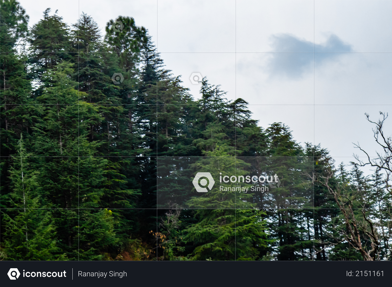 Photography of trees and sky in the background, natural concept Photo