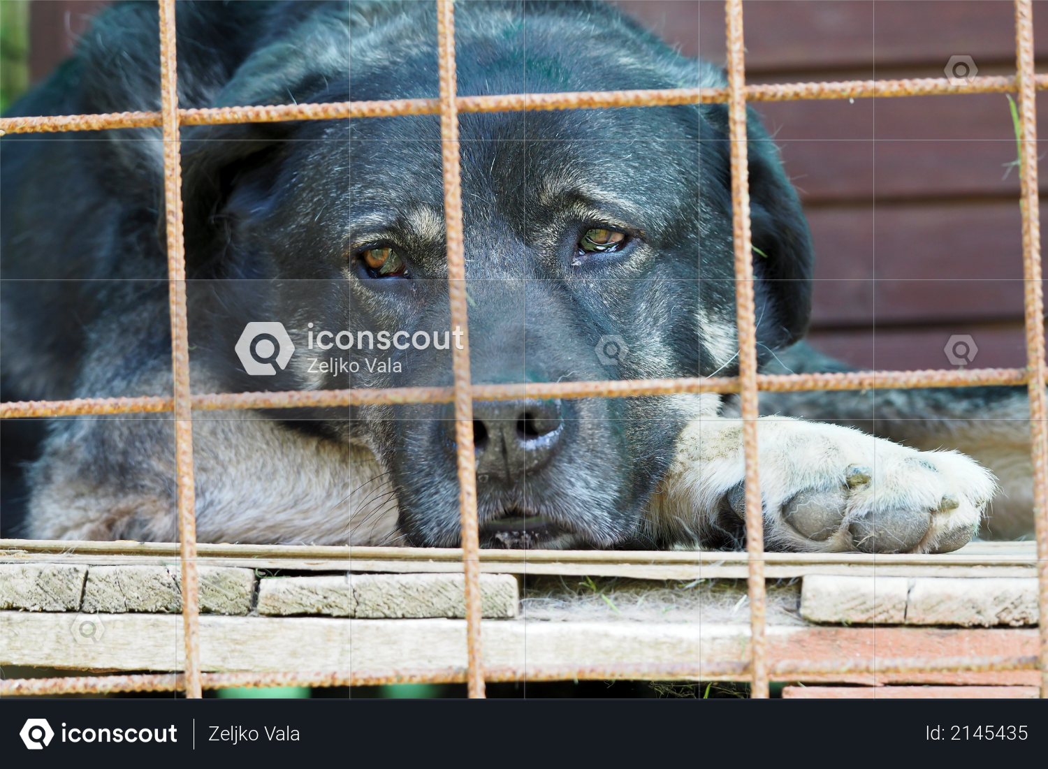 Sad black dog lies on the floor behind bars Photo