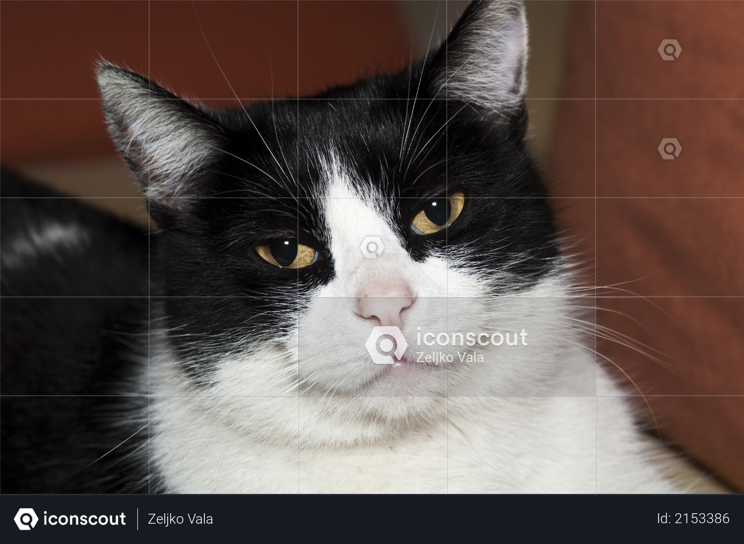 White Cat Poses White Cat Poses