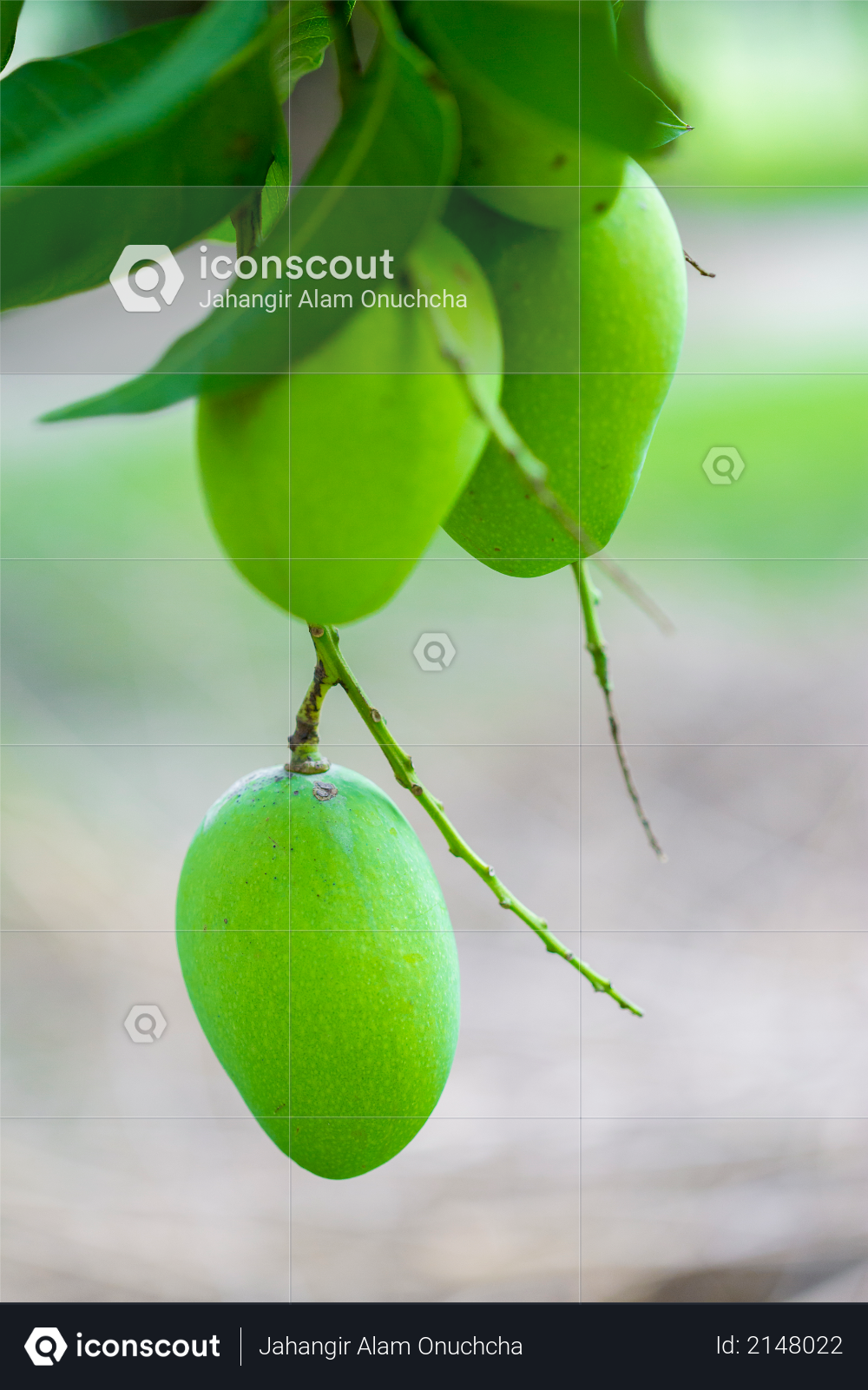 Some Mango growing on tree in areas district of Thakurgong, Bangladesh Photo