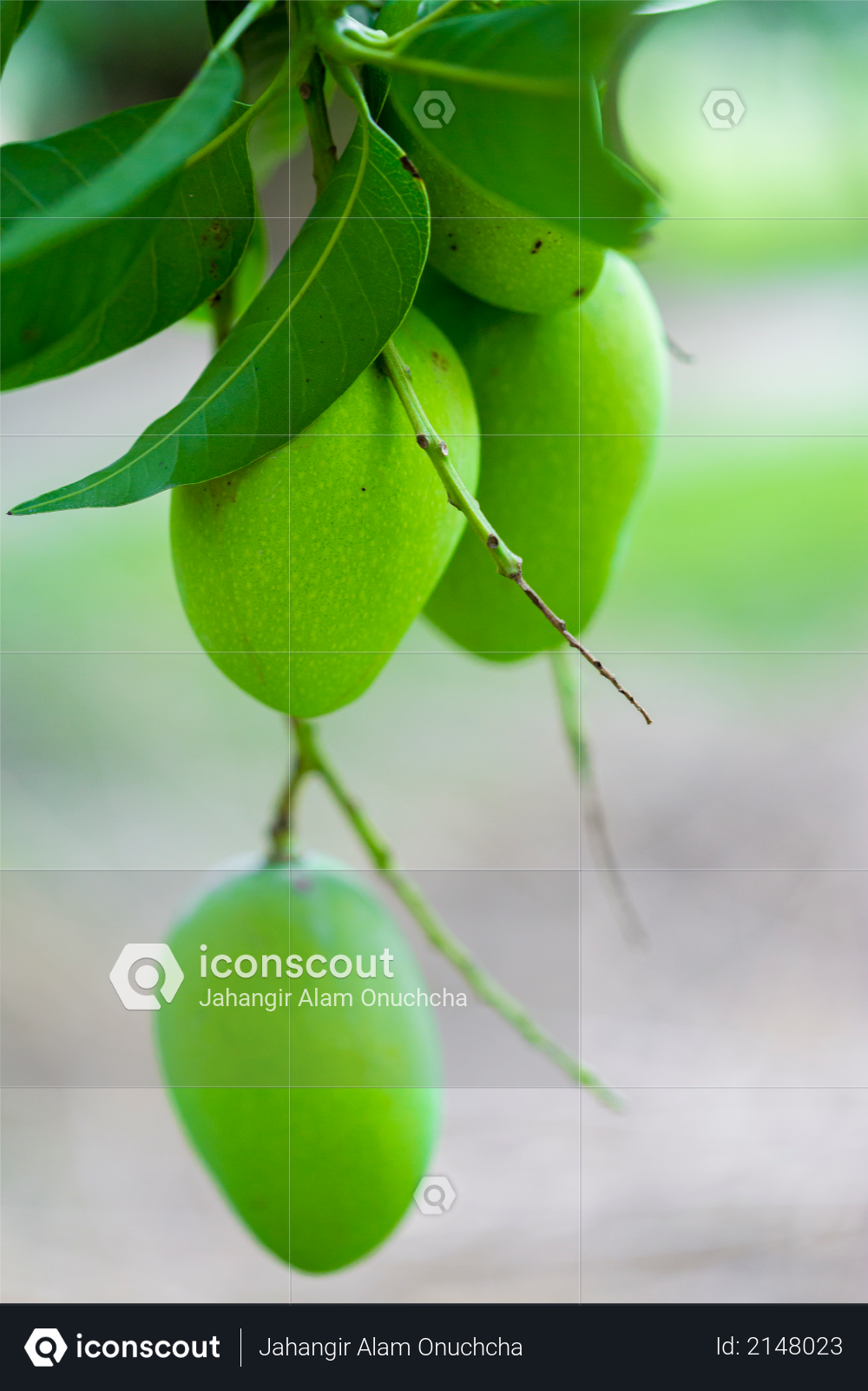 Some Mango growing on tree in areas district of Thakurgong, Bangladesh Photo