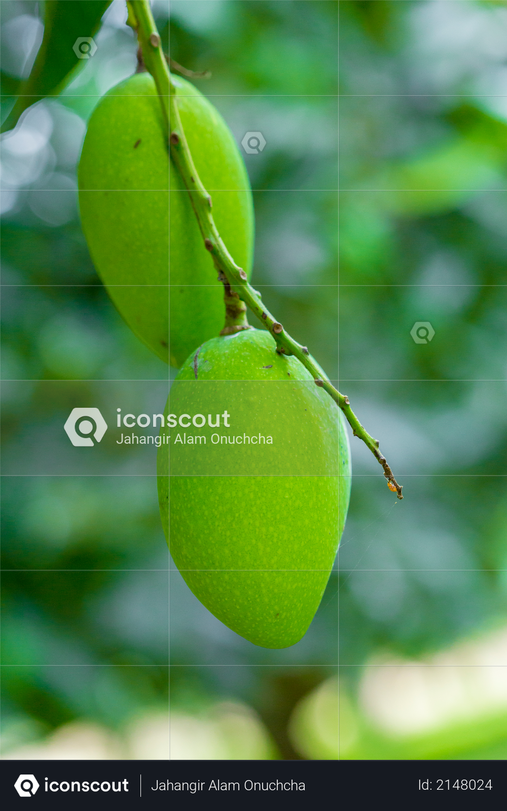 Some Mango growing on tree in areas district of Thakurgong, Bangladesh Photo