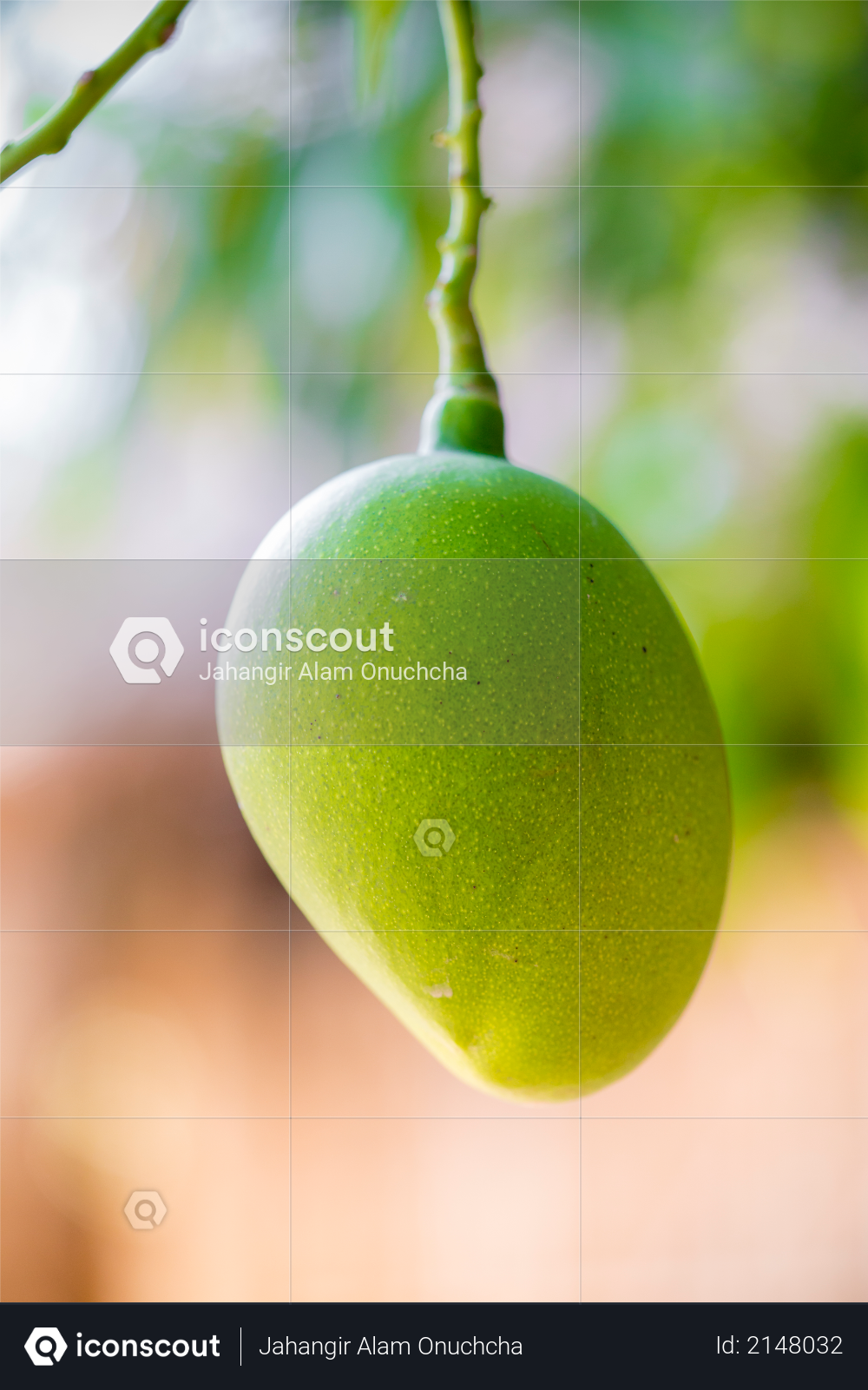 Some Mango growing on tree in areas district of Thakurgong, Bangladesh Photo