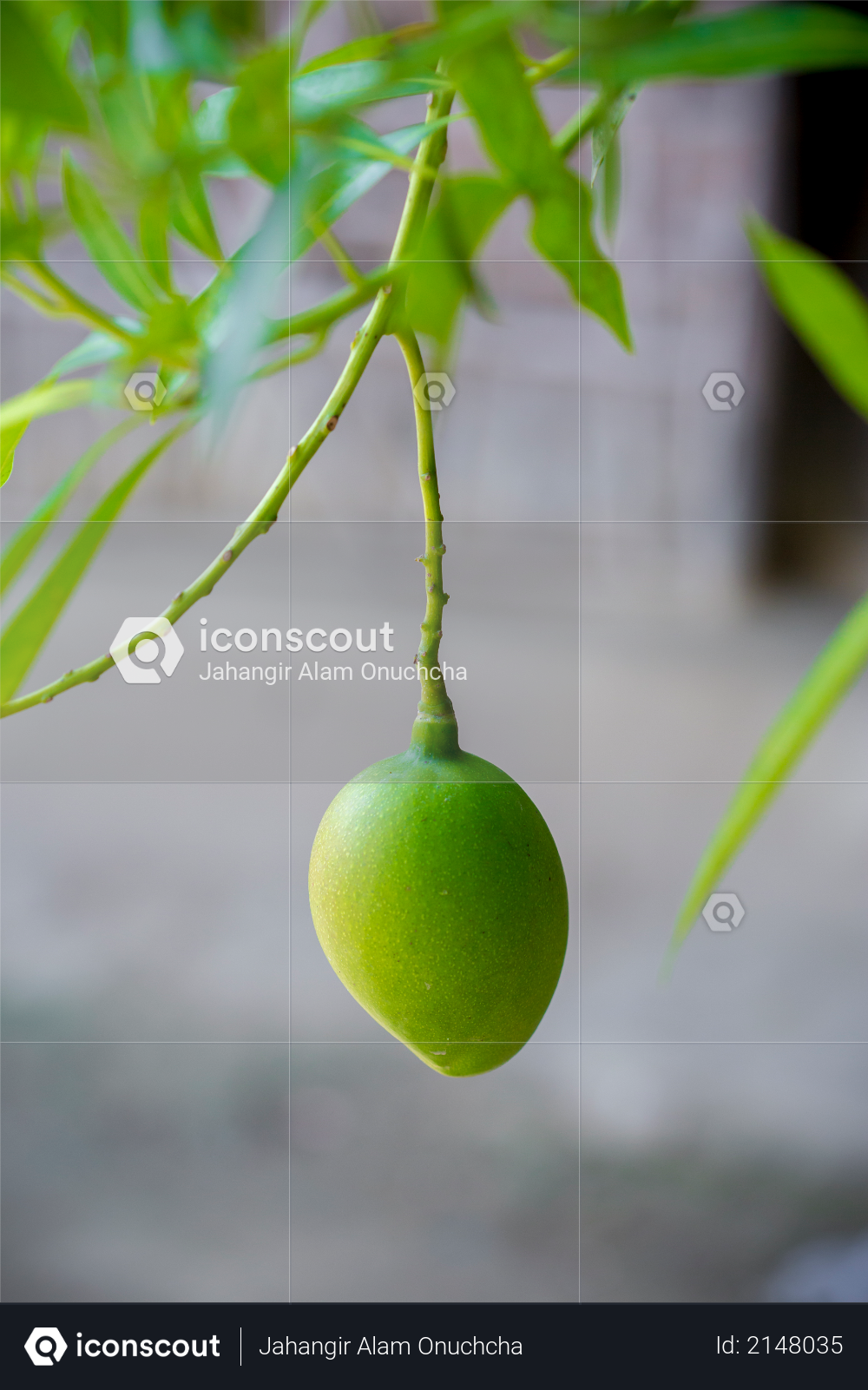 Some Mango growing on tree in areas district of Thakurgong, Bangladesh Photo
