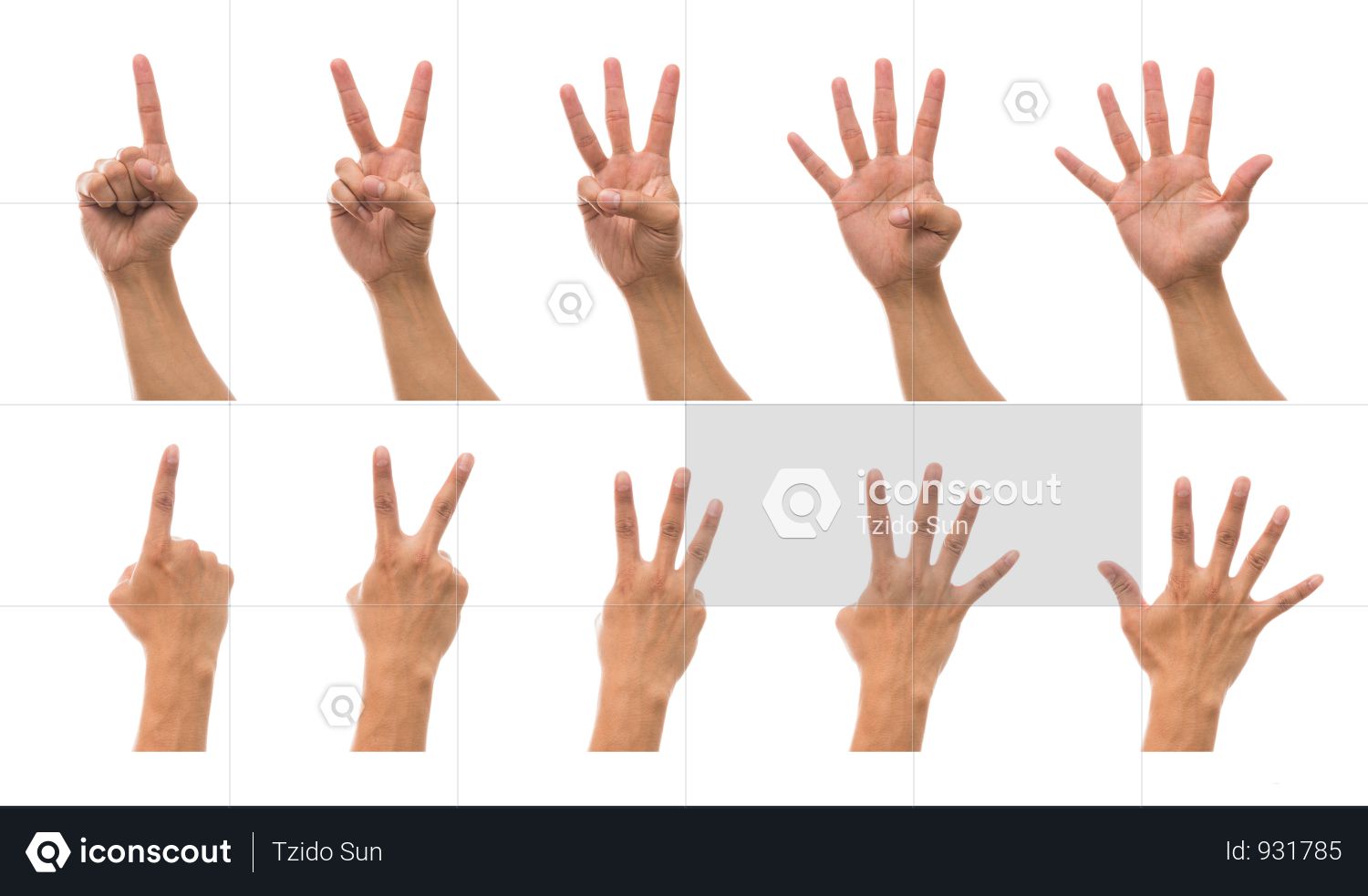 premium sum 5 picture of man hand in front and back side with show number  collection against white background photo download in png & jpg format